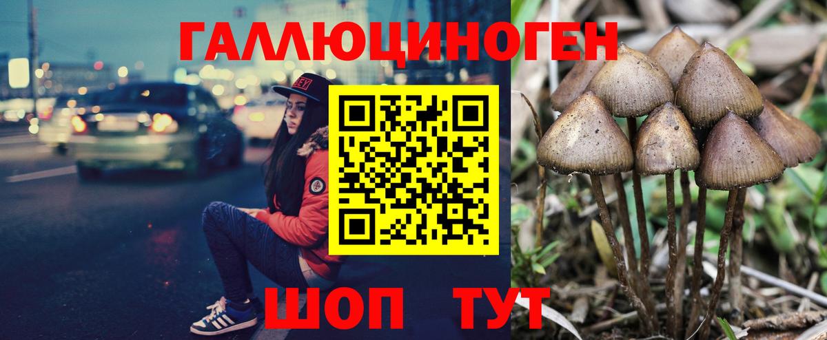 Галлюциногенные грибы Psilocybe  Вход с VPN  Большой Камень 